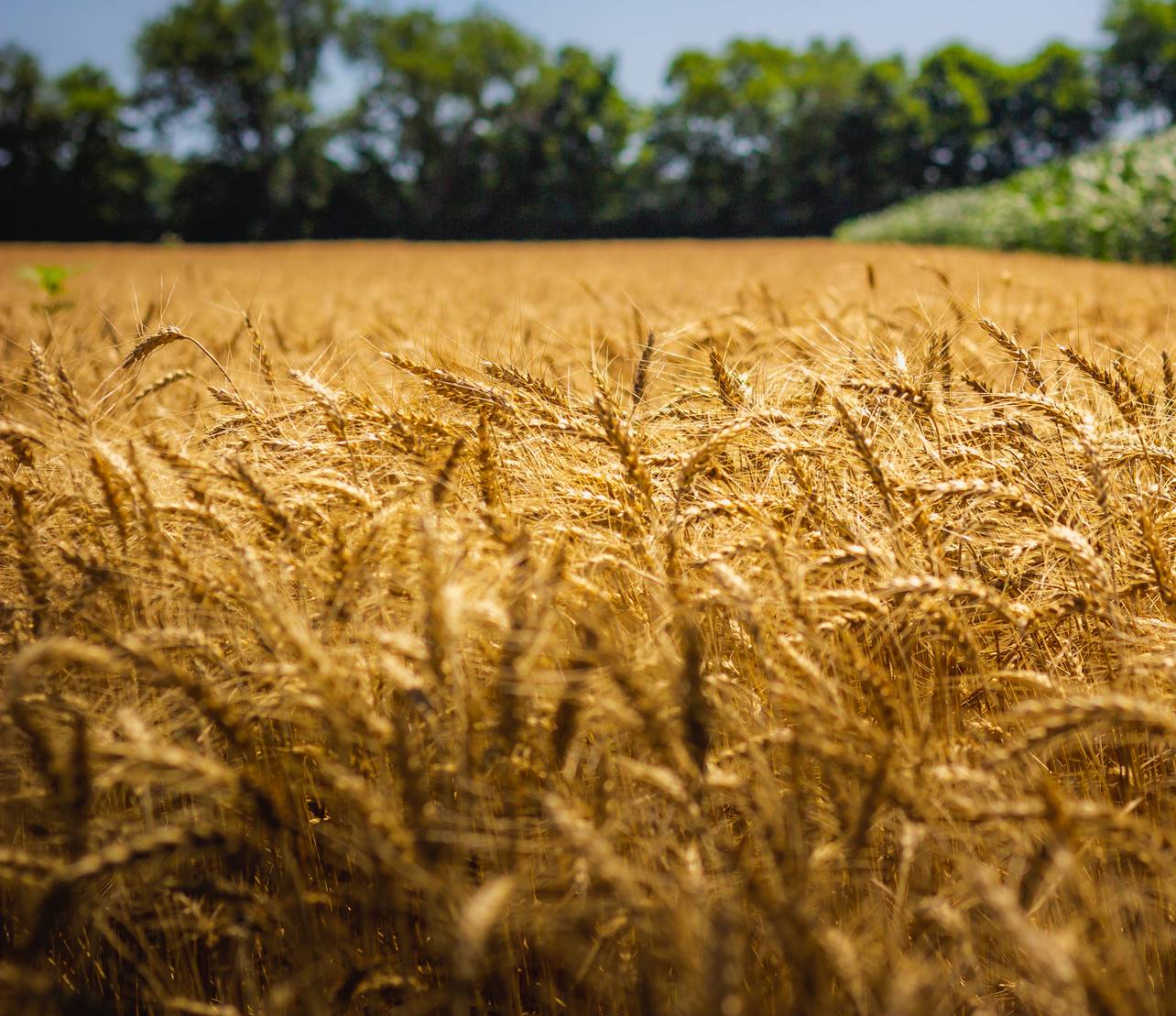 Beautiful amber wheat field on sunny summer day and clear blue sky with cornfield in the background, LaPorte, Indiana